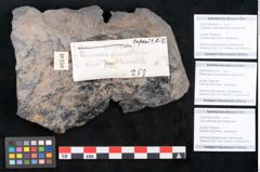 Foto (Objekt + Etikett) von Cupanites novae zeelandiae Ettingshausen (NHMW-GEO-2024-0188-10259a)